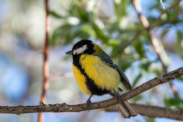 A Great Tit bird (Parus major) in a branch of a tree