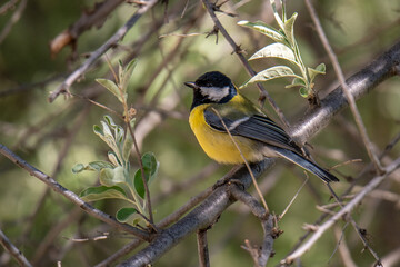 A Great Tit bird (Parus major) in a branch of a tree