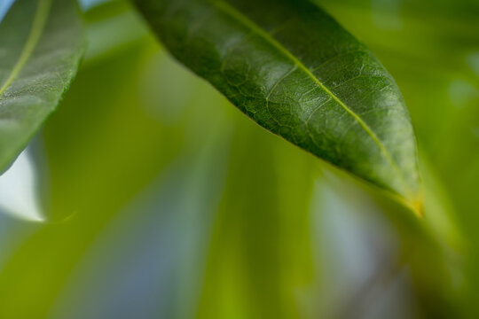 Macro leaf veins on blurry green background