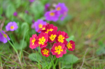 Obraz premium spring crocus flowers