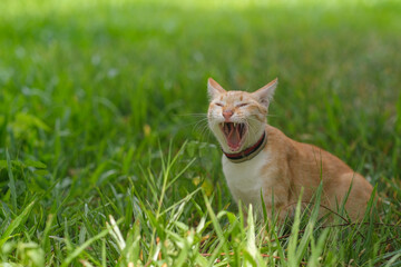 A cat looking for something on the garden