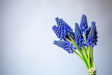 Fototapeta premium grape hyacinth muscari bouquet on a gray background