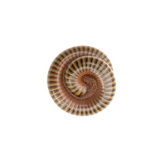 Millipede curls in separate circles on white background.