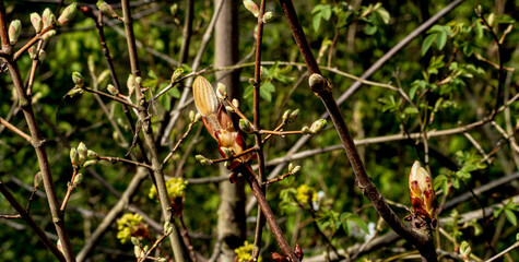 Fototapeta premium hedgerow 