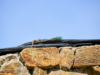 Iberolacerta galani or lizard of Leon, basking in the morning sun on a slate roof in a high mountain shelter to warm up. Focus on the eye of the animal with the background out of focus