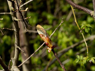 hedgerow 