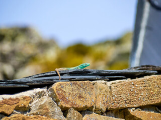 Iberolacerta galani or lizard of Leon, basking in the morning sun on a slate roof in a high mountain shelter to warm up. Focus on the eye of the animal with the background out of focus