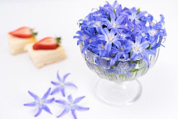 pieces of cheese cake, snowdrops flowers on the table. Still life on the table