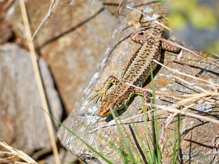 Iberolacerta galani or lizard of Leon, basking in the morning on a rock to warm up. Green brown and black reptile looking at the camera.