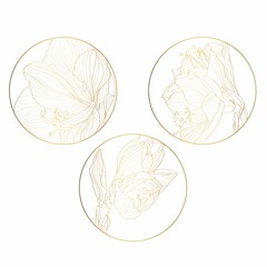 Feminine logo design templates in trendy linear minimal style. Amaryllis flowers. Emblem, symbols and icons for cosmetics, jewellery, beauty and handmade products.