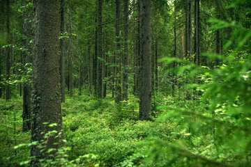 Fototapeta na wymiar A deep green forest with firs and pines