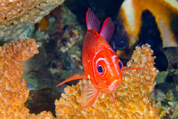 White-tail Squirrelfish, Sargocentron caudimaculatum, Coral Reef, South Ari Atoll, Maldives, Indian Ocean, Asia