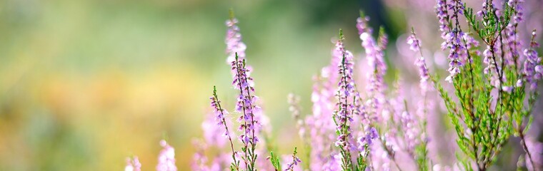 Picturesque scenery of the evergreen woodland in a fog at sunrise, forest floor of blooming pink and purple heather flowers close-up. Idyllic autumn scene. Pure nature, environment. Panoramic image - obrazy, fototapety, plakaty