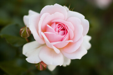 blooming rose rose flower buds in the garden