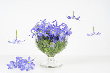 levitation effect, vase with blue snowdrops on a light background and falling flowers