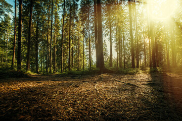 Morning in a pine forest, surrounded by large pines and firs, the sun breaks through the branches