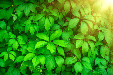 Background of a wall of green leaves around a gazebo in the park