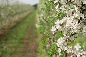 Seasonal flowering, modern cultivation of organic fruits in eco garden, working and growing