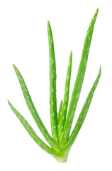 Naklejka premium Macro or Close up fresh Aloe vera tree with water drops on Aloe vera isolated on white background, Suitable for product design.