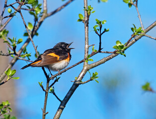 Male American Redstart