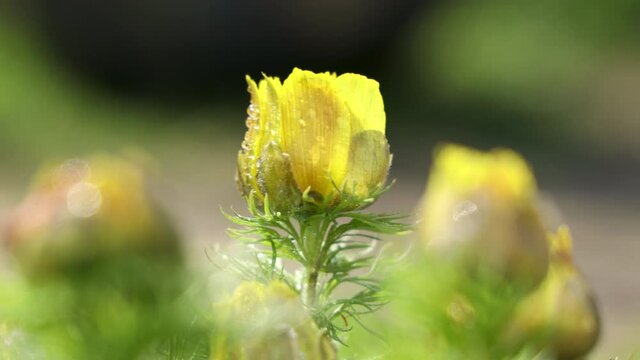 Beautiful yellow spring flowers with water drops