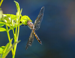 dragonfly on a leaf