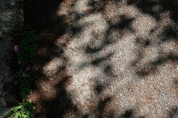 ひっそりと咲く花