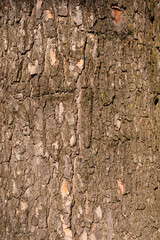 Common catalpa