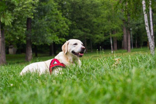 Labrador dog resting in the city park