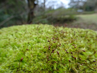 コケ植物