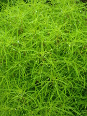 コキアの葉にたくさんの水滴