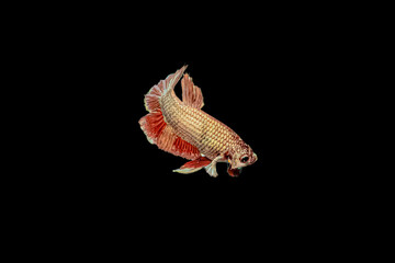 Close up of  a red gold color Siamese fighting fish (Big Ear) or Dumbo betta isolated on black background.