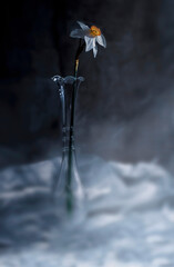 Naklejka na ściany i meble Daffodil in a glass vase and veil in low light