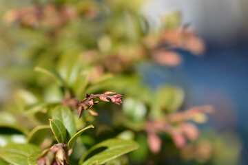 Lingonberry Fireballs