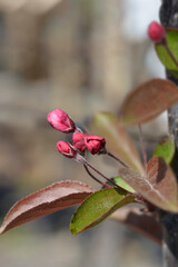 Crabapple Eleyi