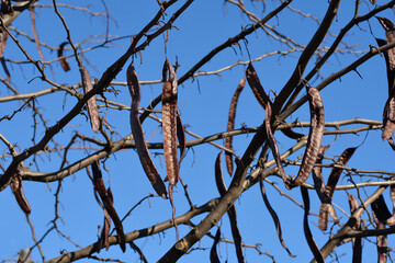 Thornless Honey locust