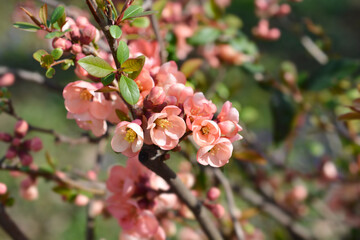 Japanese Flowering Quince