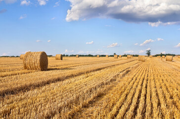 Fototapeta premium A field with straw bales after harvest on the sky background