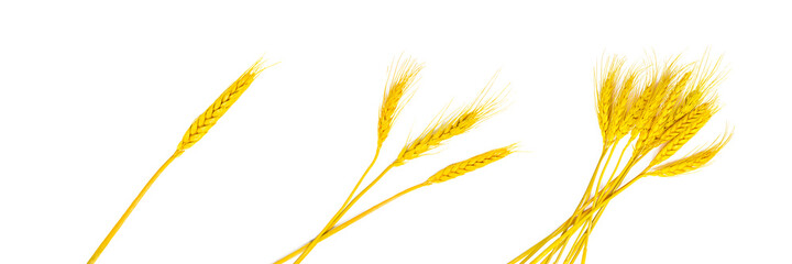 Bright yellow wheat stems with grains set isolated on white background.