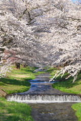 観音寺川の桜並木（福島県・猪苗代町）