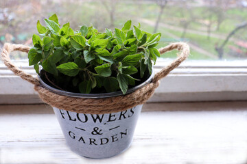 Mint plant in decorative pot on white background. Indoor herbs garden. 