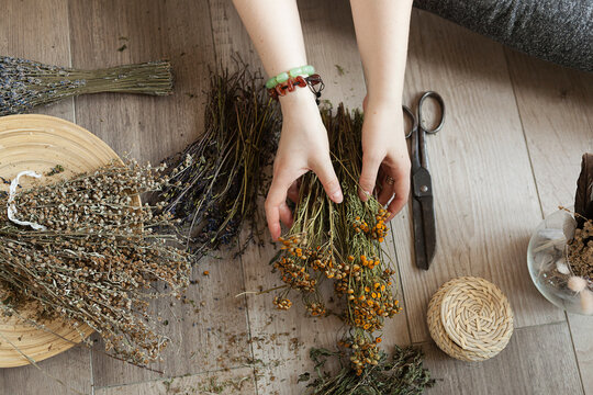  bunch of dried medicinal herbs in female hands, medicinal herbal collection.