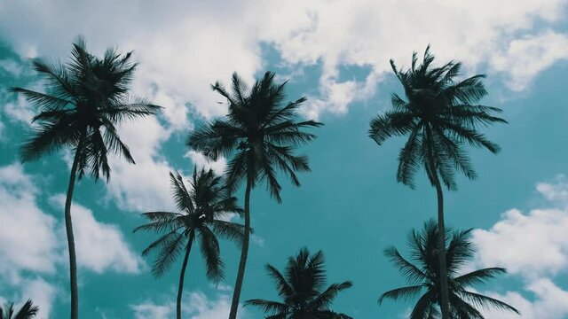 A lot of tall palm trees swaying in the wind against the sky. Africa. Palm grove. The green foliage sways on the branches. Sky with white summer clouds. Slow Motion