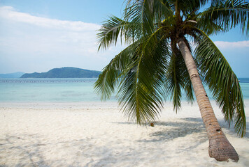 Obraz na płótnie Canvas Coconut palm tree on white sand beach : Hey island, Phuket, Thailand