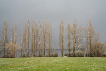 late winter landscape of green field and barren trees with an overcast sky and light snowfall