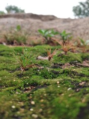 This like grass look smart