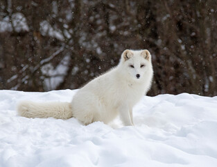 Obraz premium Arctic Fox in the snow