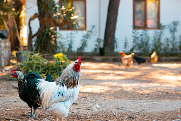 Rooster white and dark feather, cock bird, village yard background