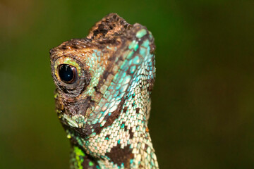 Brown-patched Kangaroo Lizard, Wiegmann's Agama, Otocryptis wiegmanni, Sinharaja National Park Rain Forest,  World Heritage Site, UNESCO, Biosphere Reserve, Sri Lanka, Asia