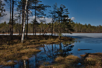 Obraz premium On a sunny spring day, against the background of a pine forest under a blue sky with clouds, a stream flows into a frozen swamp through moss and grass.